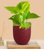 Greenkin Golden Money Plant Live Plant in Red Decor Pot