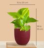 Greenkin Golden Money Plant Live Plant in Red Decor Pot