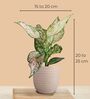 Greenkin Golden Snake Plant & Aglaonema Wishes in Eco Pot
