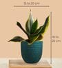 Greenkin Golden Snake Plant & Bamboo Dust Plant in Eco Pot