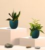 Greenkin Golden Snake Plant & Bamboo Dust Plant in Eco Pot