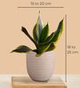Greenkin Golden Snake Plant & Birkin Plant in Eco Pot