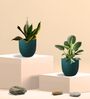 Greenkin Golden Snake Plant & Birkin Plant in Eco Pot
