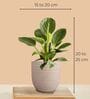 Greenkin Golden Snake Plant & Birkin Plant in Eco Pot