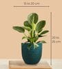 Greenkin Golden Snake Plant & Birkin Plant in Eco Pot