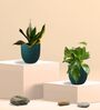 Greenkin Golden Snake Plant & Money Plant in Eco Pot