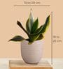 Greenkin Golden Snake Plant & Njoy Money Plant in Eco Pot