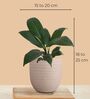 Greenkin Golden Snake Plant & Peace Lily Plant in Eco Pot