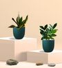 Greenkin Golden Snake Plant & ZZ Plant in Eco Pot
