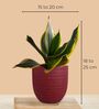 Greenkin Green & Golden Snake Plant in Eco Pot