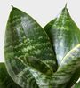 Greenkin Green & Golden Snake Plant in Eco Pot
