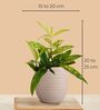 Greenkin Green Snake Plant & Bamboo Dust Plant in Eco Pot