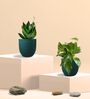 Greenkin Green Snake Plant & Money Plant in Eco Pot