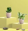 Greenkin Green Snake Plant & Njoy Money Plant in Eco Pot