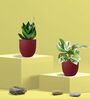 Greenkin Green Snake Plant & Njoy Money Plant in Eco Pot