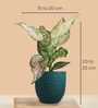Greenkin Green Snake Plant & Wishes Plant in Eco Pot