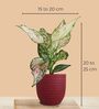Greenkin Green Snake Plant & Wishes Plant in Eco Pot