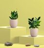 Greenkin Green Snake Plant & Zamia Plant in Eco Pot