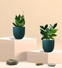 Greenkin Green Snake Plant & Zamia Plant in Eco Pot