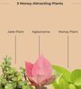 Greenkin Money Attracting Plants Combo