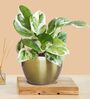 Greenkin Money Plant Njoy in Golden Metal Pot