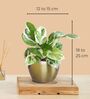 Greenkin Money Plant Njoy in Golden Metal Pot