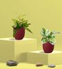 Greenkin Njoy Money Plant & Bamboo Gold Plant in Eco Pot