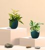 Greenkin Njoy Money Plant & Bamboo Gold Plant in Eco Pot