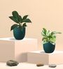 Greenkin Njoy Money Plant & Peace Lily Plant in Eco Pot