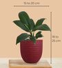 Greenkin Njoy Money Plant & Peace Lily Plant in Eco Pot