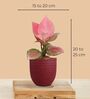 Greenkin Njoy Money Plant & Pink Plant in Eco Pot