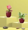 Greenkin Njoy Money Plant & Pink Plant in Eco Pot