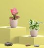 Greenkin Njoy Money Plant & Pink Plant in Eco Pot