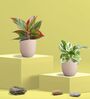 Greenkin Njoy Money Plant & Red Plant in Eco Pot