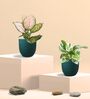 Greenkin Njoy Money Plant & Wishes Plant in Eco Pot
