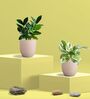 Greenkin Njoy Money Plant & ZZ Plant in Eco Pot