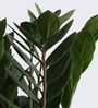 Greenkin Njoy Money Plant & ZZ Plant in Eco Pot