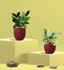 Greenkin Njoy Money Plant & ZZ Plant in Eco Pot
