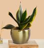 Greenkin Snake Plant in Golden Metal Pot