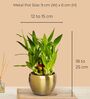 Greenkin Vastu Plants for Home with Metal Pots