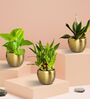 Greenkin Vastu Plants for Home with Metal Pots