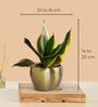 Greenkin Vastu Plants for Home with Metal Pots