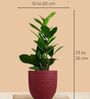 Greenkin ZZ Plant & Aglaonema Pink Plant in Eco Pot