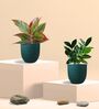Greenkin ZZ Plant & Aglaonema Red Plant in Eco Pot