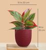 Greenkin ZZ Plant & Aglaonema Red Plant in Eco Pot