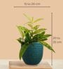 Greenkin ZZ Plant & Bamboo Gold Dust Plant in Eco Pot