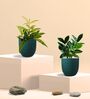 Greenkin ZZ Plant & Bamboo Gold Dust Plant in Eco Pot