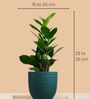 Greenkin ZZ Plant & Peace Lily Plant in Eco Pot