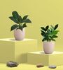 Greenkin ZZ Plant & Peace Lily Plant in Eco Pot