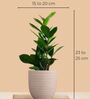 Greenkin ZZ Plant with Eco Pot | Indoor Zamia Plant with Pot